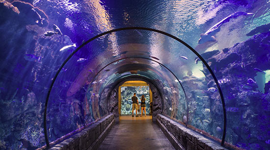 Haunted Reef at the Shark Reef Aquarium at Mandalay Bay