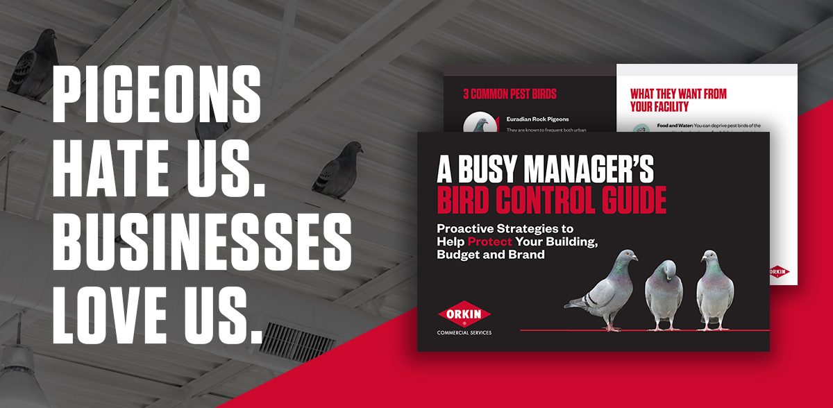 Pigeons Hate Us. Businesses Love Us.&nbsp;